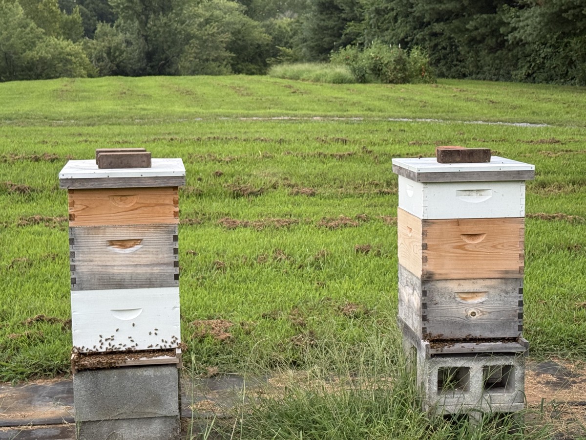 Two honey bee hives standing beside a green field and wooded tree line