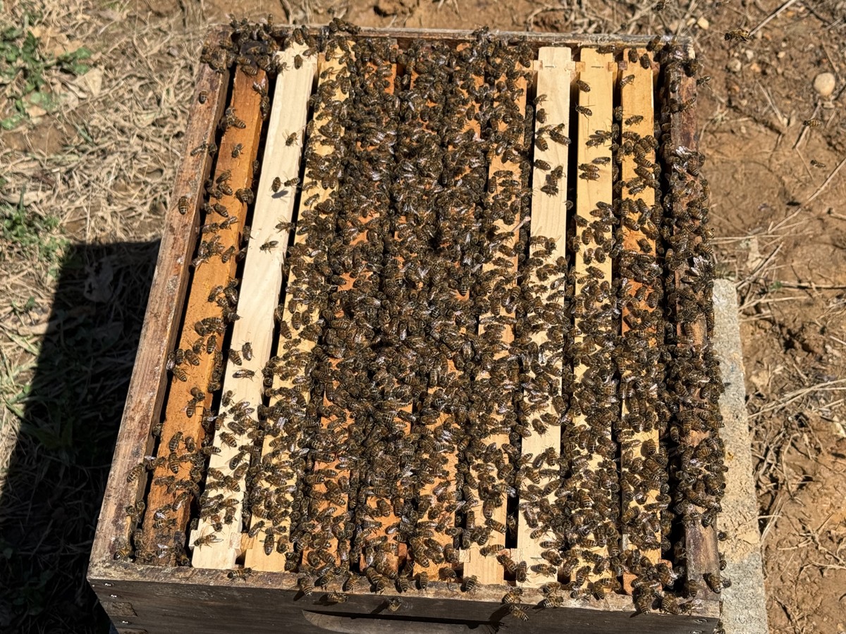 Honey bees covering wooden frames inside an open hive